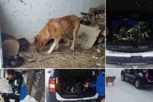 FOTO, VIDEO: Misiune specială a jandarmilor la Rânca. O căţeluşă şi puii săi au fost salvaţi din zăpadă