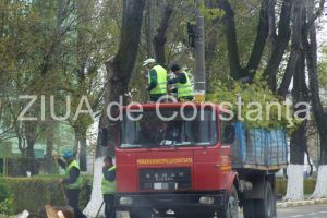 Primaria Constanta organizeaza achizitie directa pentru taierea sau toaletarea arborilor in caz de forta majora 