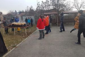 Au continuat tradiţia, Porc de 180 de kilograme, sacrificat pentru beneficiarii CSCCNS Târgu-Jiu