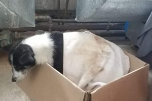 Jandarmii montani au salvat şase căţei din zăpadă! Mama puilor a avut o reacţie emoţionantă