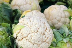 Olanda recrutează culegători de conopidă