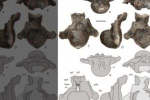 Un dinozaur care cântărea 117 tone a fost descoperit în Rusia 