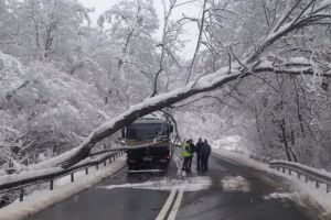 FOTO Trafic blocat pe Hula Bradului din cauza unui copac