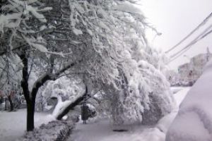 Iarna in Baia Mare: Trotuar blocat de un copac doborat de zapada (FOTO)