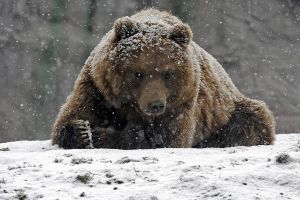 Echipamente video pe contract, pentru identificarea urşilor