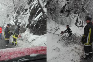 Trafic blocat în două locuri pe Valea Oltului. Au căzut copaci pe carosabil