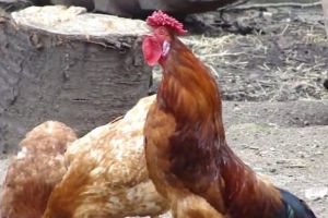 PITEŞTEANCĂ DERANJATĂ DE… COCOŞUL VECINULUI