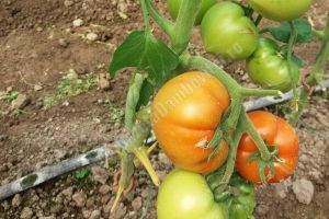 295 de agricultorii dâmboviţeni au cultivat roşii prin Programul guvernamental de sprijin