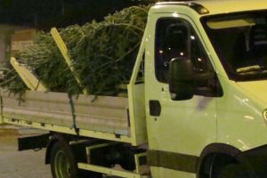 S-a dat startul la FURAT de brazi! Bărbat din Sântimbru, prins în timp ce transporta 20 de pomi de Crăciun fără acte