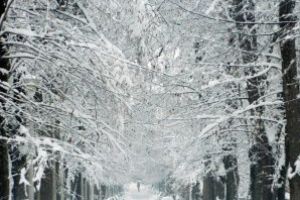 Peisaj de basm: Parcul Municipal Baia Mare cum rar l-ai mai vazut (FOTO)