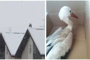 Două berze, salvate de pe acoperişurile înzăpezite din Sibiu