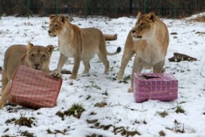 La ZOO Bucov va fi organizat 