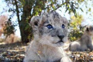 PANICĂ pe străzi! Fiul unui MILIARDAR de la noi, la plimbare cu UN LEU. Reacţia INCREDIBILĂ a acestuia