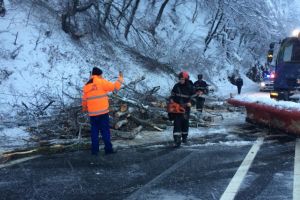 Alţi copaci căzuţi pe carosabil, pe Valea Oltului, în zona Lazaret