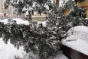 Copacii căzuţi în weekend la Caransebeş stau în continuare pe asfaltul înzăpezit!