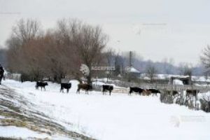 ANSVSA recomandă protejarea animalelor în perioadele de ger, vânt puternic şi ninsori masive