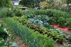 Organizarea grădinii de legume