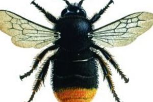 BONDARI-DRONE, ECHIPAŢI cu RUCSACURI HIGH-TECH, folosiţi la COLECTAREA DATELOR