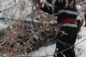 URGIE LA PITEŞTI – ZECI DE COPACI PRĂBUŞIŢI ÎN STRADĂ ŞI PE MAŞINI!