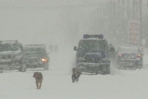 COD GALBEN de ninsori şi depuneri îngheţate