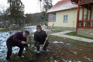 Un brad din Bucovina, plantat în curtea Casei Memoriale 