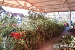 Pieţele din Cugir, şi anul acesta fară brazi de Crăciun. Localnicii sunt nemulţumiţi de situaţie