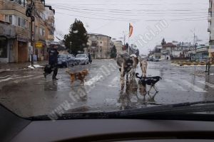 Haz de necaz pe străzile din Moreni. Cine are prioritate?