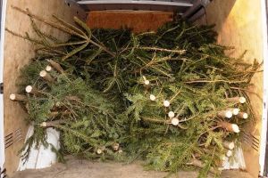 Slobozia: Amenzi şi brazi confiscaţi