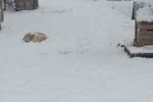 FOTO. Adăpostul de câini, într-o situaţie dificilă. Apel către toţi iubitorii de animale