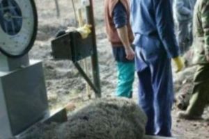 ALERTA pe domeniul de la Balc al lui Ion Țiriac. Pesta porcină îi ameninţă proprietatea 