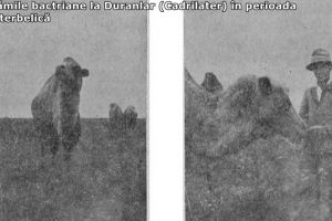 Comunitati etnice stabilite in Dobrogea si la Medgidia. Bulgarii (galerie foto) 