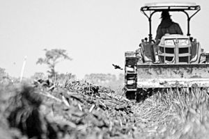 Subvenţii de la APIA pentru ameliorarea raselor de animale