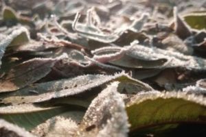 METEO. Vremea se menţine GEROASĂ. Condiţii de NINSOARE şi CHICIURĂ