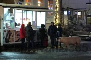Un porc, vedetă la Râşnov. A admirat bradul de Crăciun şi a mers la Primărie (Foto)