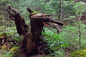 O descoperire incredibilă la Câmpulung Moldovenesc