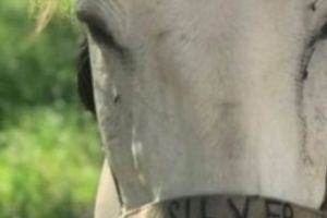 Tumora inoperabilă pe creier  a DISPĂRUT! O copilă de 11 ani are parte de o vindecare miraculoasă