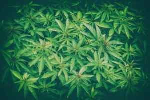 Enoriaşi drogaţi la slujbă. De ce a folosit un preot marijuana în loc de tămâie PRO TV