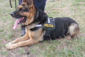 Rex, câinele-poliţist antrenat la Sibiu, iese „la pensie” – E scos la licitaţie