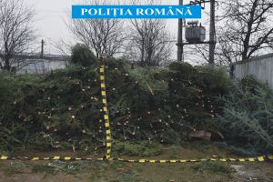 Peste 400 de pomi de Crăciun, confiscaţi de poliţiştii din Satu Mare