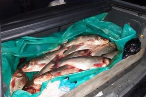 Ialomiţa: Braconaj piscicol  –  Poliţiştii din Țăndărei au confiscat 148 kg de peşte