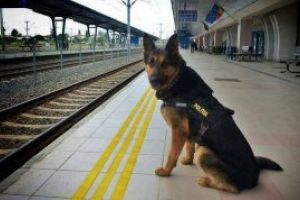 Postarea Ministerului de Interne care a impresionat lumea: Cainele politist Rex a iesit la pensie