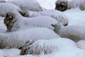 Veterinarii au recomandări de sezon  pentru proprietarii de animale