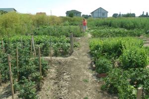 Perioada de vegetaţie, recoltare şi producţia  potenţială a legumelor în grădina familială