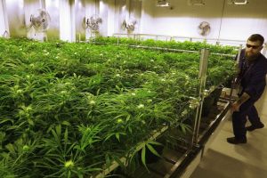 Tămâie înlocuită cu marijuana la biserică – Enoriaşi au ajuns la spital