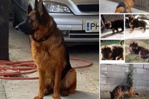 I-aţi văzut pe Mamba şi Thor? O ploieşteancă îşi caută căţeii