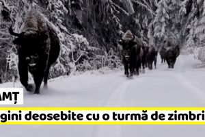 Neamţ: Imagini deosebite cu o turmă de zimbri (VIDEO)