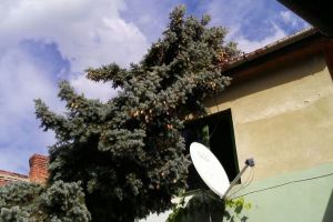 Arădenii vor primi despăgubiri de la Guvern pentru pagubele suferite în urma furtunii de duminică