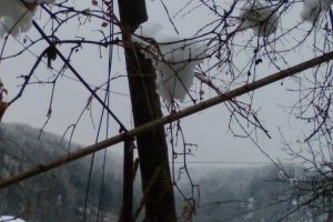 Stâlpul rupt de la Călugăreni face Crăciunul în aceeaşi poziţie!