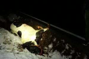 Cal ucis de maşină, pe Drumul Poienii