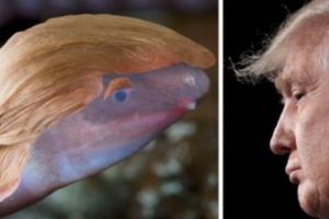 Numele lui Donald Trump ATRIBUIT unui VIERME. Cum s-a ajuns aici